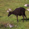 St. Kilda Sheep